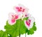 White with pink spots Pelargonium, Geraniums flowers, close up, white background