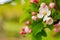 White and pink spring blossoming apple