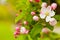 White and pink spring blossoming apple tree branch