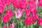 White pink striped tulip standing alone amid pink sisters