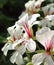 White and Pink Sunlit Flowers Close Up