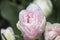 White-pink terry tulip