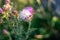 White and pink thistle on the blurred dark green background