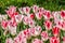 White pink tulips, Annual Tulip Festival in Emirgan Park