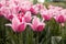 White and pink tulips and blur background