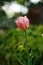 White and pink tulips growing in a lush garden at home. Pretty flora with vibrant petals and green stems blooming in the