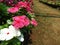 White and pink vinca roses in a sunny day