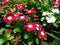 White and pink vinca roses in a sunny day