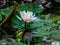 White with pink water lily or lotus flower Marliacea Rosea in garden pond. Magic close-up ofnymphaea