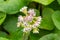 White and Pink Winter Heliotrope Flower on Green Leaves