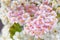 White and Pink Yarrow Achillea Flowers Close-Up