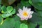 White and pink with a yellow lotus core surrounded by aquatic plants in the water