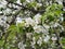 White pinkish flowers of apple tree in spring time, macro