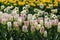 White pinkish tulips in a field