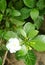 White Pinwheel Flower or Crape Jasmine