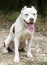 White pit bull dog with cropped ears panting