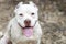 White pit bull dog with cropped ears panting