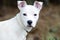 White pit bull terrier mix dog