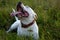 White pit bull terrier in nature. Joyful dog.
