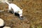 White pitbull dog with brown spots exploring in the Los Dinamos forest in CDMX crossing rivers and waterfalls in the middle of nat