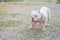 White pitbull dogs are enjoying