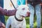 White pitbull with eyes of different colors