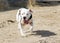 White pitbull running in the desert