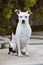 White Pitbull sitting and posing for portrait