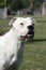 White Pitbull smiling in a profile portrait