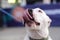 White pitbull touching his tongue to his nose