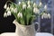 A white pitcher filled with lots of white flowers, early spring flowers, snowdrops.