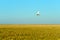 white plane fumigating rice fields with blue sky