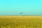 White plane fumigating rice fields with blue sky