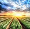 White plantation of tulips at sunset