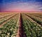 White plantation of tulips at sunset. Holland.