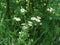 White plants in green grass