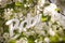 White plastic Baby sign in apple blossom. Birth concept. Spring apple trees and flowers. Outdoors