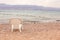 White plastic chair standing on the pebbles stones beach on Red Sea in Eilat