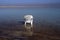 White plastic chair in the water of the Dead Sea