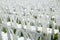 White Plastic Chairs Rows in the Lawn in Outdoor Event