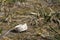 White plastic cover in the grass on the ground, trash in nature