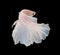 White Platt Platinum Siamese Fighting Fish .White siamese fighti