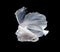 White Platt Platinum Siamese Fighting Fish . White siamese fighti