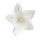White platycodon flower