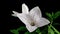 White Platycodon Flower Opening Blossom in Time Lapse on a Black Background. Campanula bud growing. Beautiful opening of