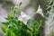 White Platycodon grandiflorus flower, balloon flower with buds a