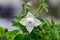 White Platycodon grandiflorus flower, balloon flower with buds