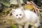 White playful kitten outdoor