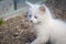 White playful kitten outdoor