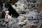 White playful terrier domestic dog standing on a rock in nature